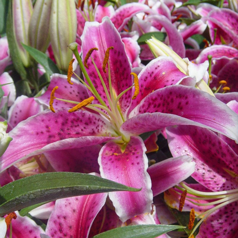 Lily Stargazer Pinetree Garden Seeds 4873