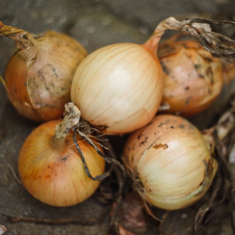 Onion Plants 'Candy' – Pinetree Garden Seeds