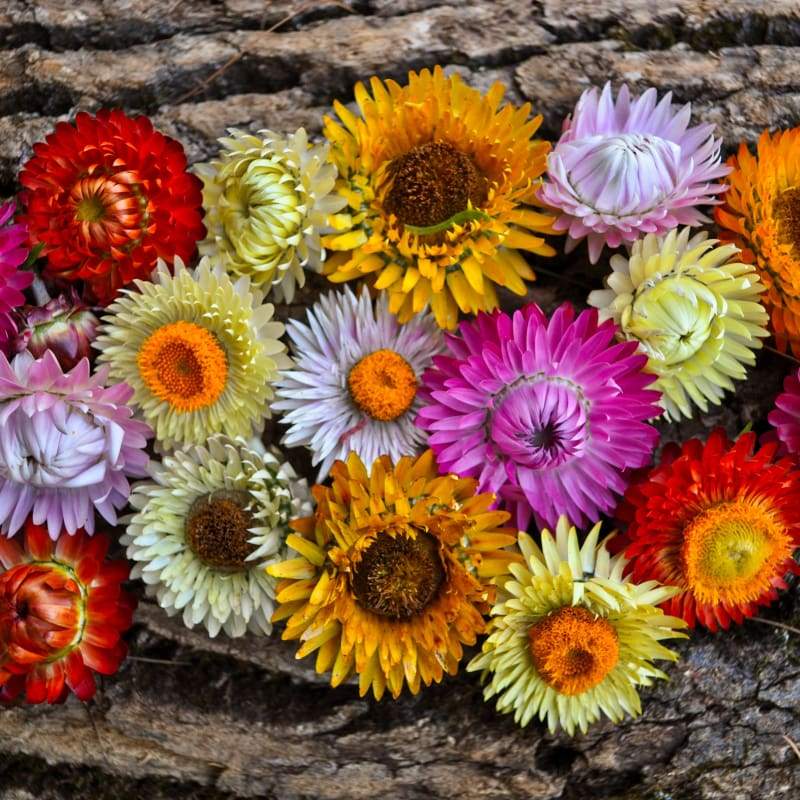 How to Plant, Grow, and Care for Strawflowers