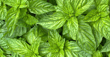 Basil: The King of Herbs