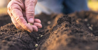 Bigger Harvests with Less Space: Make the Most of Your Garden Succession Planting