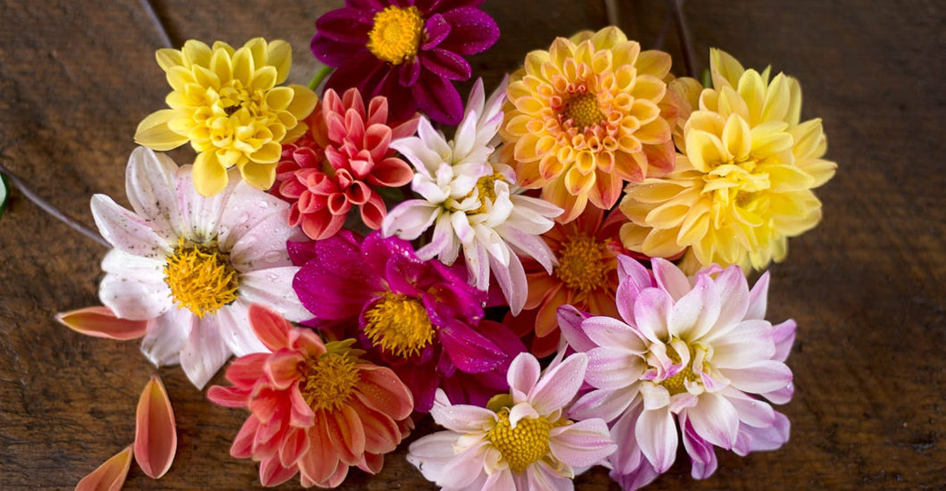 Divine Dahlias: How to Grow These Garden Divas, From Seeds to Winter S ...