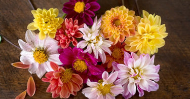 Divine Dahlias: How to Grow These Garden Divas, From Seeds to Winter Storage