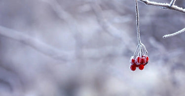 Close up of festive red berries dangling off of a tree and covered in white snow.