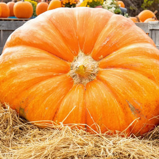 Giant orange pumpkin laying in a pile of hay.