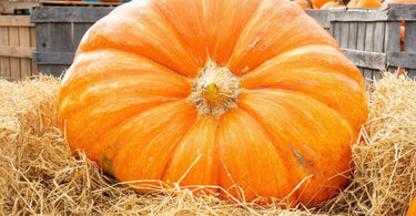 Giant orange pumpkin laying in a pile of hay.