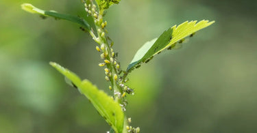 Aphid Infestation on a plant stem