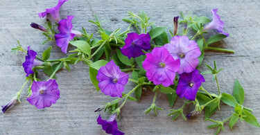 Shock Wave Denim Petunia: violet flowers on bushy green stems.