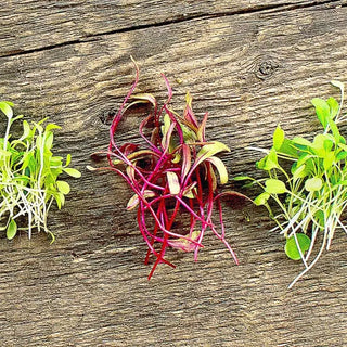 How to Grow Quick and Easy Microgreens