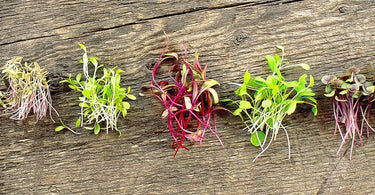 How to Grow Quick and Easy Microgreens