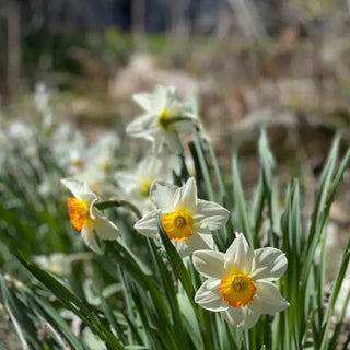 White and Yellow Daffodils