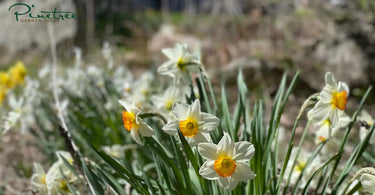 White and Yellow Daffodils