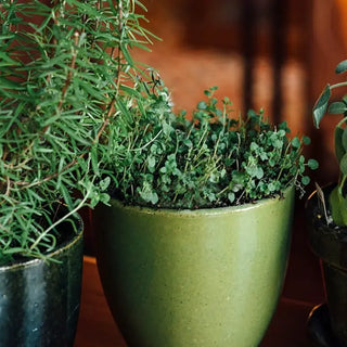 Three potted green herb plants lined up indoors.