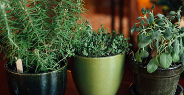 Three potted green herb plants lined up indoors.