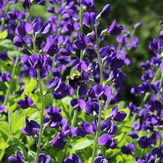 Leave ’em BEE: The Busy Bees in Every Garden