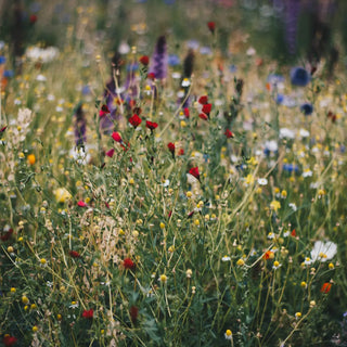 Live a Little Grow Wild! Why Wildflowers and Native Plants Make A World of Difference