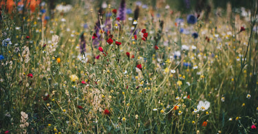 Live a Little Grow Wild! Why Wildflowers and Native Plants Make A World of Difference