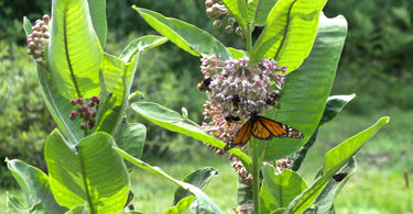 Milkweed and Monarchs: Why So Monogamous?