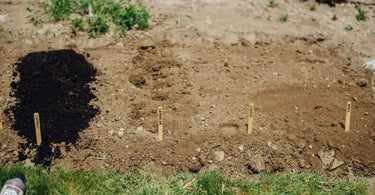 Variety of darker and lighter soil types lined up in garden. 