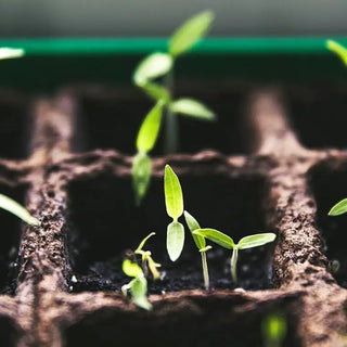 Small green seedlings in a soil filled tray.