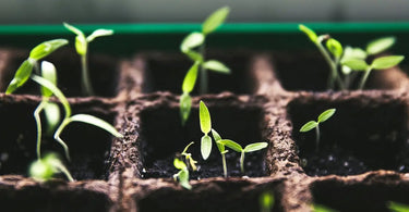 Small green seedlings in a soil filled tray.