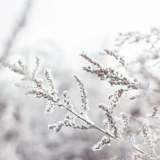 Close up of winter branches covered in fresh white snow.