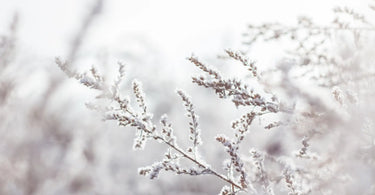 Close up of winter branches covered in fresh white snow.