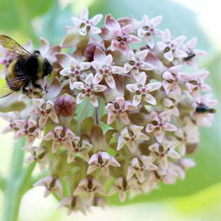 Pollinator-Loving Perennials for Every Garden