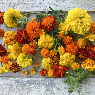 Bundle of yellow, orange and red self-pollinating flowers on white background.