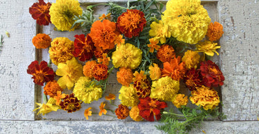 Bundle of yellow, orange and red self-pollinating flowers on white background.