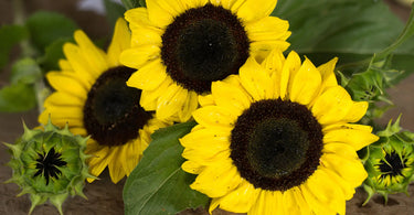 Sunflowers: To Bee or Not To Bee Pollen Free