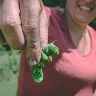 The Ultimate Companion Planting Guide Part 1: Pest Prevention