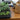 A tray of seedlings ready to be transplanted next to a bag of soil