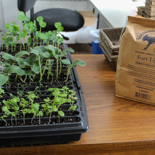 A tray of seedlings ready to be transplanted next to a bag of soil