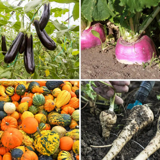 Four paneled photo of eggplants on vine, rutabaga in ground, large pile of gourds, and parsley roots on garden bed.