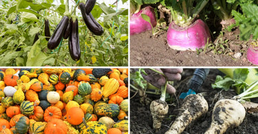 Four paneled photo of eggplants on vine, rutabaga in ground, large pile of gourds, and parsley roots on garden bed.