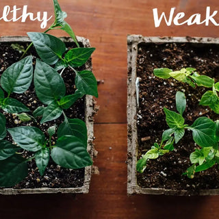 Comparison photo of a healthy, green tray of seedlings, and a yellowed, weaker tray of seedlings.