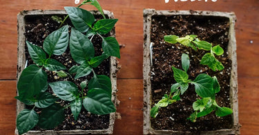 Comparison photo of a healthy, green tray of seedlings, and a yellowed, weaker tray of seedlings.