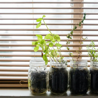 Four jars of dirt with tall green herbs growing out of them in a windowsill.