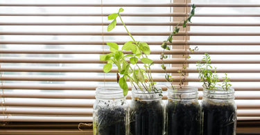 Four jars of dirt with tall green herbs growing out of them in a windowsill.