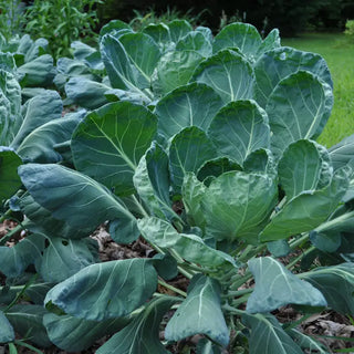 Brussels Sprouts