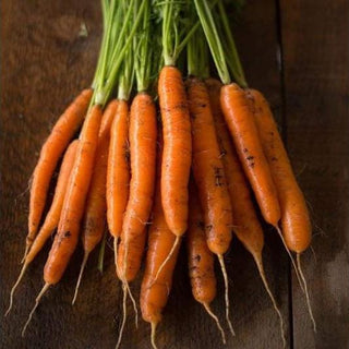 Carrot Seeds