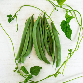 1500 Year Old Cave Pole Bean (90 Days) - Vegetables