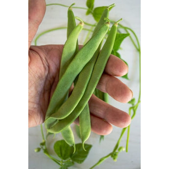 1500 Year Old Cave Pole Bean (90 Days) - Vegetables