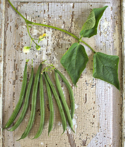 Green Bean Seychelles