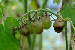 Late Blight Tomatoes