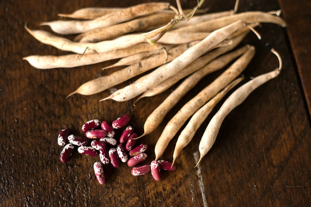 Jacob's Cattle Dried Bean