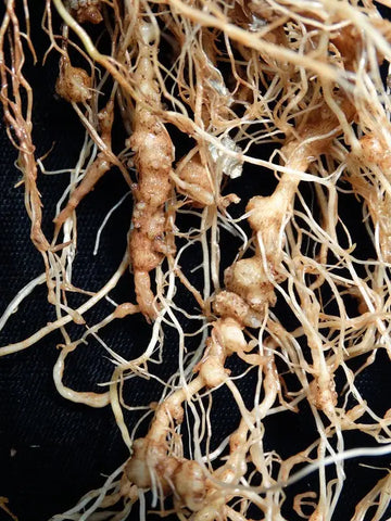 Root Knot Nematodes