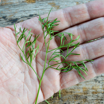 Confetti Cilantro - Herbs