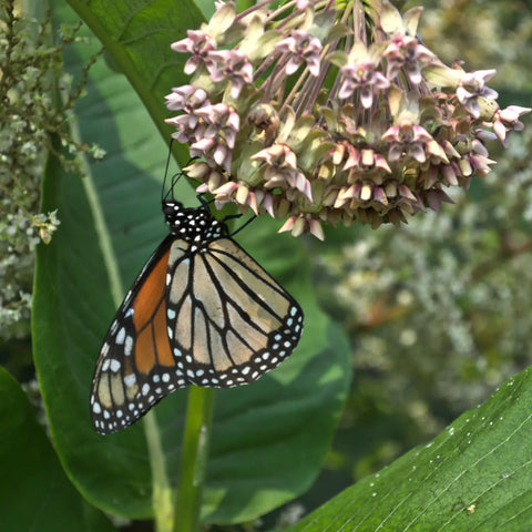 Monarch butterfly on a common milkweed bloom